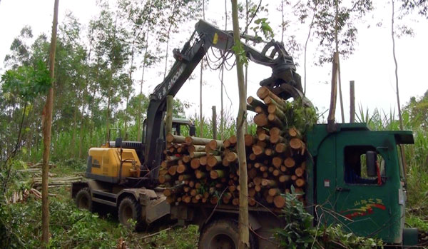 宝鼎轮式抓木机作业现场.jpg 宝鼎轮式抓木机作业现场.jpg